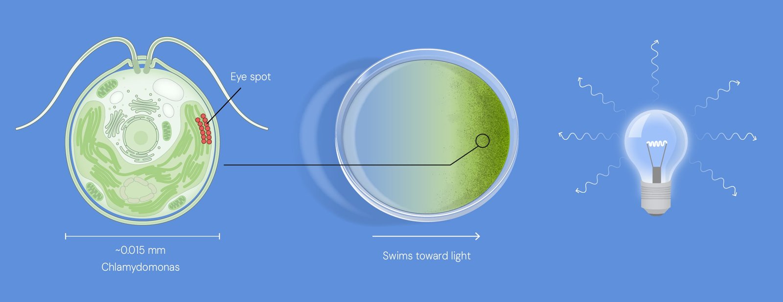 Diagram of the alga Chlamydomonas with its eyespot, swimming towards light